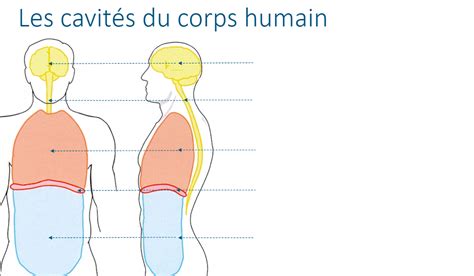 Cavités du corps humain Diagram .